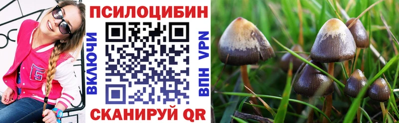 Галлюциногенные грибы Cubensis  Купить где  Мглин 